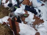 Bulle, Simmental cattle — Foto 1