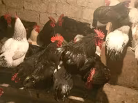 Chickens — 1-rasm