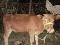 母牛, Cattle — 照片 2