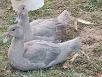 Ducks — الصورة 6