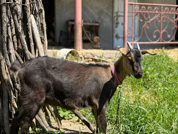 母山羊, Nubian Goat