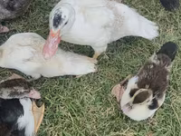 pato criollo doméstico — foto 5