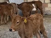 Bull, Cattle — photo 2