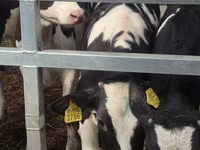 Bulle, Simmental cattle — Foto 7