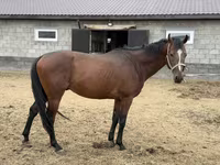 حصان, Thoroughbred horse — الصورة 8
