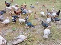 Ducks — Foto 3