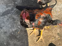 Chickens — 2-rasm