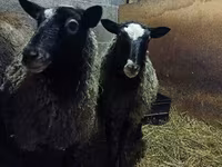 母羊, Romanov sheep — 照片 6