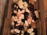 Chickens — फ़ोटो 1