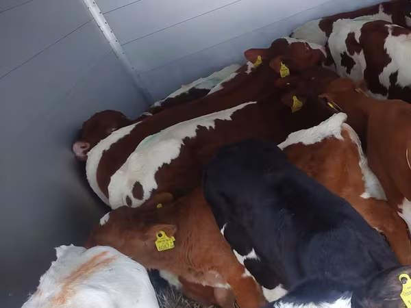 Toro, Simmental cattle