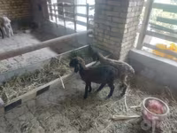 Sheep (batch, sex not specified), Sheep — photo 1