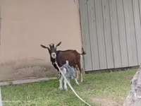 Ешкі, Alpine goat — 7-сурет