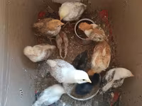 Chickens — फ़ोटो 1