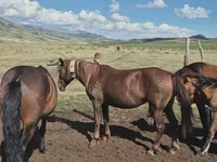 Yegua, Caballos — foto 1