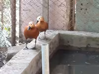 Ducks — الصورة 6