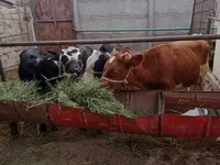 Bulle, Simmental cattle — Foto 1