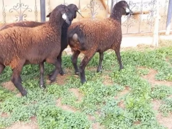 Qoyun, Qoyunlar — Qazaxıstan
