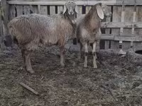 Schaf, Arashan sheep — Foto 2