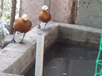 Ducks — الصورة 7
