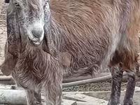 Ziege, Damask goat — Foto 5
