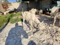 Cabras (lote, sexo no especificado), Cabras — foto 1