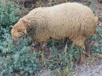 公羊, Sheep — 照片 6