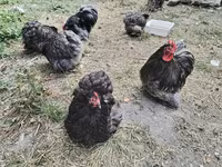 Brahma — Foto 6