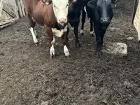 Kuh, Russian Black pied cattle — Foto 4