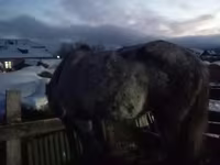 Mare, Horses — photo 4