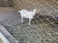 Cabra, Cabras — foto 2
