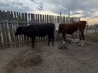 गाय, Simmental cattle — फ़ोटो 1