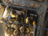 Ducks — फ़ोटो 3