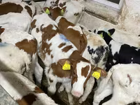 Buqa, Simmental cattle — 1-rasm