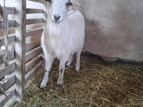 Ziege, Alpine goat