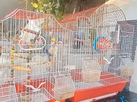 3 ədəd papuqay ana ve iki ayliq bala. 2 qəfəs butun esyalari ili — photo 4