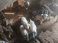 Cabro, Cabras — foto 1