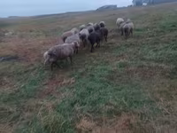 Oveja, Ovejas — foto 6