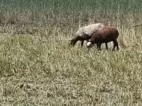母羊, Romanov sheep — 照片 3