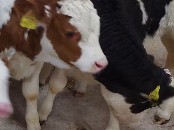 Bulle, Simmental cattle