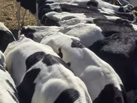 Bulle, Russian Black pied cattle — Foto 4