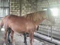 حصان, Kustanai horse — الصورة 2