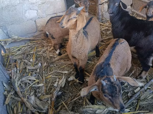 母山羊, Goats