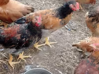 Chickens — Foto 7
