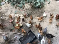 Chickens — फ़ोटो 2