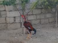 Chickens — foto 1