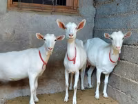Ziege, Saanen goat — Foto 1