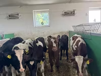 ثور, Russian Black pied cattle — الصورة 6