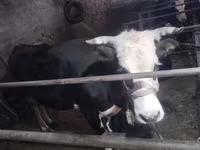 Cow, Cattle — photo 4