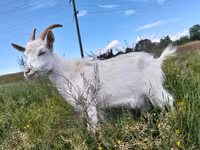 Cabra, Saanen goat — foto 3