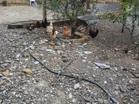 Chickens — Foto 6